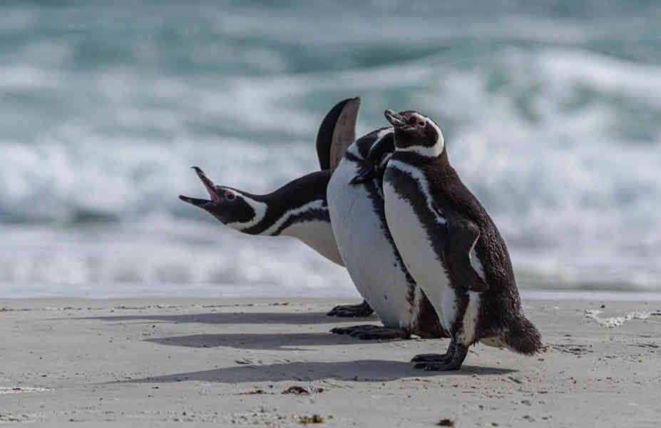 Pingüino de Magallanes - islas Falkland o Malvinas 20.jpg